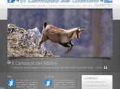 camoscio sibillini.escursioni