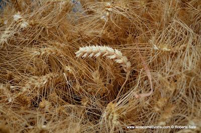 Grano coltivato a Isolabona.