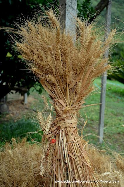 Grano coltivato a Isolabona.