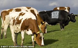 MUCCA DIGITALE: CON LA TECNOLOGIA SAI SEMPRE DA DOVE ARRIVA IL LATTE (FOTO)