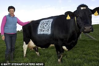 MUCCA DIGITALE: CON LA TECNOLOGIA SAI SEMPRE DA DOVE ARRIVA IL LATTE (FOTO)