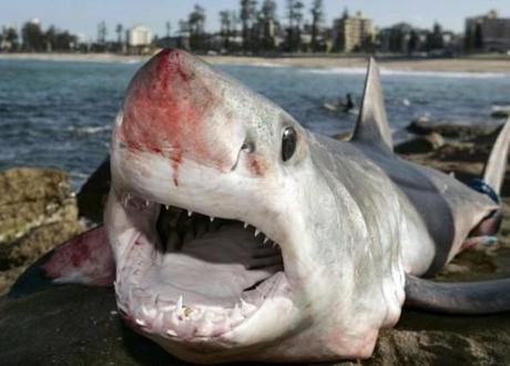 Agrigento: a San Leone pescato uno squalo Mako. In Sicilia arrivano gli squali? 