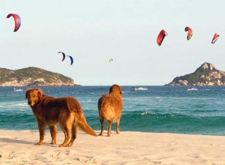 Sicilia: la vergogna delle multe per i cani in spiaggia