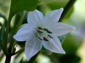 peperoni fanno fiori