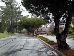 radici pino marittimo