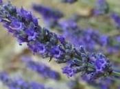 Moltiplicazione lavanda