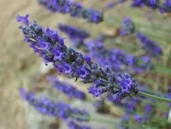 lavanda