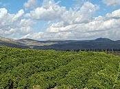 trattamenti frutteto