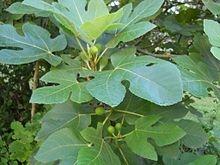 ficus carica 