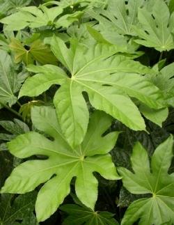 aralia