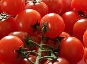 Concimazione pomodori