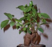 ficus retusa