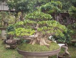 ficus retusa2