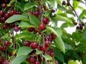 innesto ciliegio
