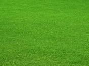 concimazione prato