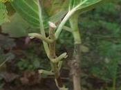 Come potare ortensie