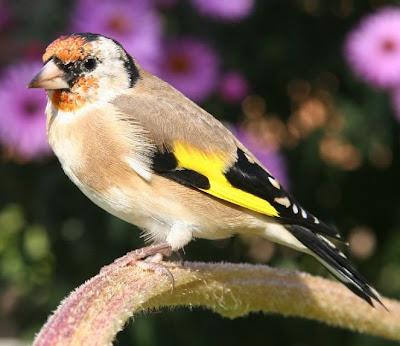 Cardellino (Carduelis carduelis)