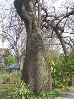 Albero Guida