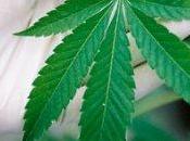 Cannabis scopi terapeutici: primo Veneto