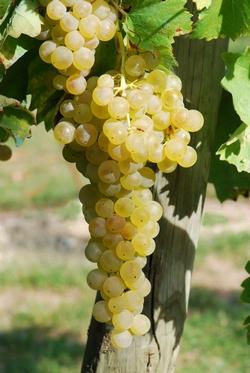 Trebbiano Toscano