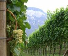 Vigneti in alto adige