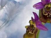 Tour fotografico delle orchidee Gargano Sandra Bartocha