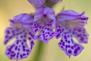 Tour fotografico delle orchidee del Gargano di Sandra Bartocha