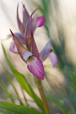 Tour fotografico delle orchidee del Gargano di Sandra Bartocha
