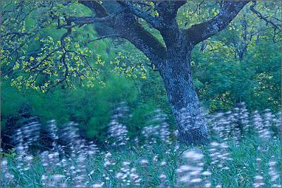 Tour fotografico delle orchidee del Gargano di Sandra Bartocha