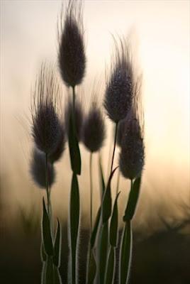 Tour fotografico delle orchidee del Gargano di Sandra Bartocha