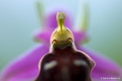 Tour fotografico delle orchidee del Gargano di Sandra Bartocha