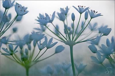 Tour fotografico delle orchidee del Gargano di Sandra Bartocha
