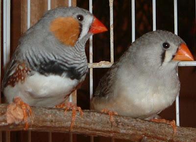 Diamante mandarino (Taeniopygia guttata castanotis)