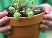 Consigli fare orto bambini