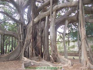 Albero di Lifa