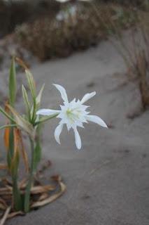 Pacratium maritimum (Giglio bianco)