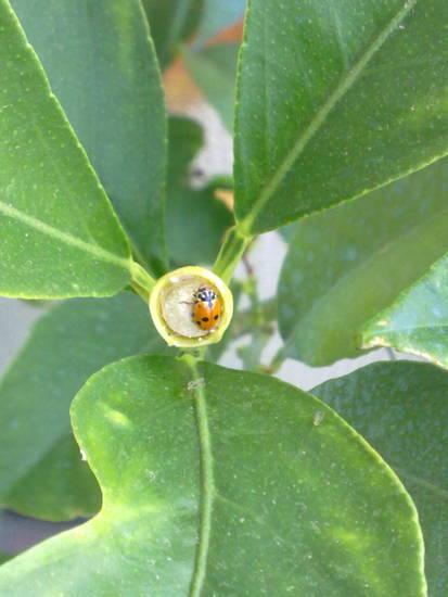 limone coccinella 2012