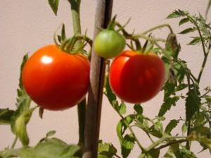 pomodori sul terrazzo a luglio