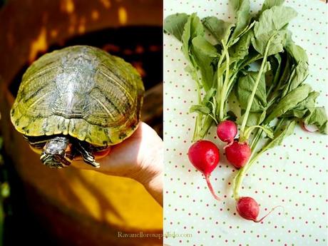 Zuppa estiva con foglie di Ravanello - Love for green food