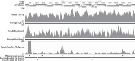 Investigando il DNA mitocondriale