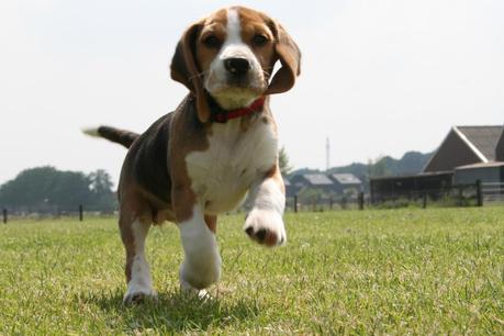 Green Hill, finalmente sotto sequestro. Chiuso l’allevamento di beagle per vivisezione.