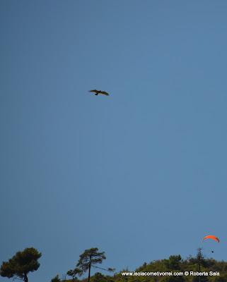 Toraggio, parapendii e poiane.