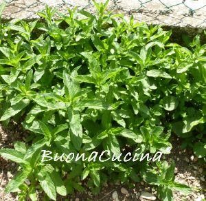 In terrazza abbonda la menta…