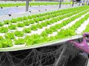 Coltivazione indoor: cosa consiste coltivazione fuori suolo idroponica aeroponica