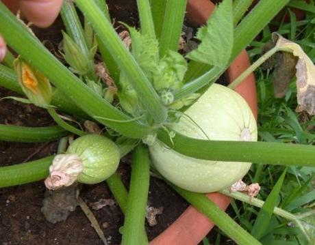 Zucchine che marciscono da piccole