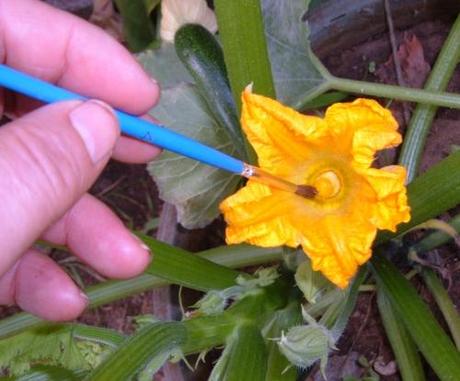 Zucchine che marciscono da piccole