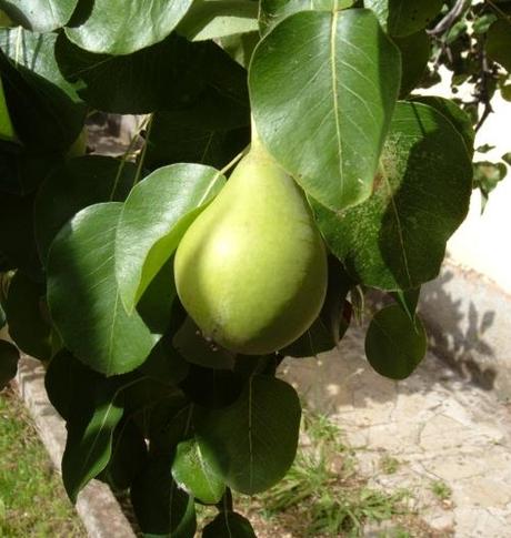 Luglio nell'orto. Tutte le semine