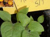 Giugno nell’orto. tabella delle semine