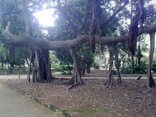 Alberi Guardiani