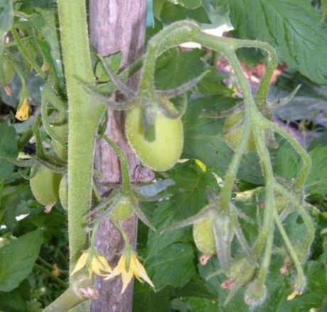 Favorire l’impollinazione dei pomodori